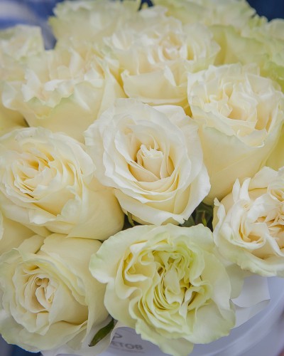 15 белых роз в шляпной коробке купить с доставкой в Санкт-Петербурге