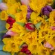 Букет из 25 тюльпанов микс и 50 желтых нарциссов - Корпоративный купить с доставкой в Санкт-Петербурге