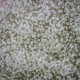 Букет цветов из 25 белых гипсофил купить с доставкой в Санкт-Петербурге