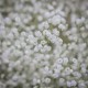 Букет цветов из 25 белых гипсофил купить с доставкой в Санкт-Петербурге