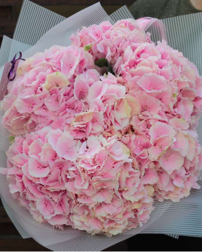 Букет из 15 розовых гортензий купить с доставкой в Санкт-Петербурге