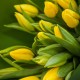 Букет 15 желтых тюльпанов купить с доставкой в Санкт-Петербурге