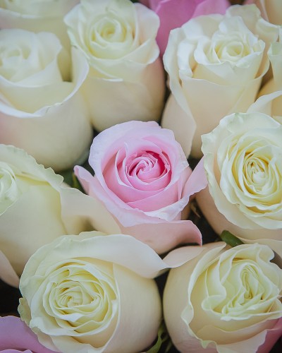 Букет из 51 белой и розовой роза купить с доставкой в Санкт-Петербурге