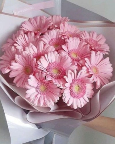 Букет из 15 розовых гербер купить с доставкой в Санкт-Петербурге
