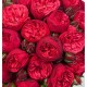 Букет 51 красная пионовидная роза 50 см купить с доставкой в Санкт-Петербурге