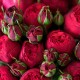 Букет 101 красная пионовидная роза 50 см купить с доставкой в Санкт-Петербурге