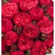Букет 101 красная пионовидная роза 50 см купить с доставкой в Санкт-Петербурге
