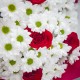 Букет 15 красных роз и 22 хризантема купить с доставкой в Санкт-Петербурге