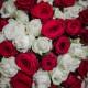 Букет 51 красно-белая роза, 50 см купить с доставкой в Санкт-Петербурге