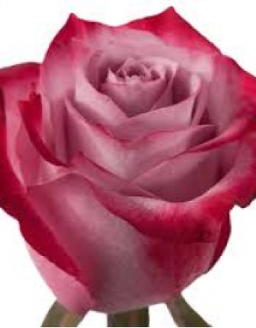 Роза Сиреневая 70 см